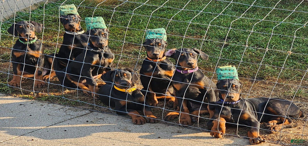 Gallery Image {{count}}