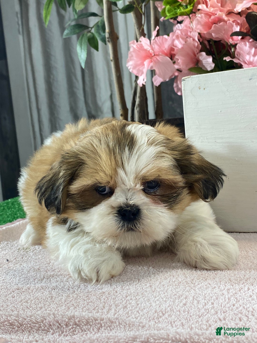 Mixed Breed dogs for sale: Olive  - Ad 3