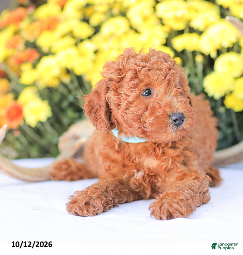 Miniature Poodle dogs Ray - Ad 2