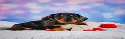 Miniature Dachshund dogs for sale: Rolex - Ad 10