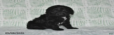 Tina
