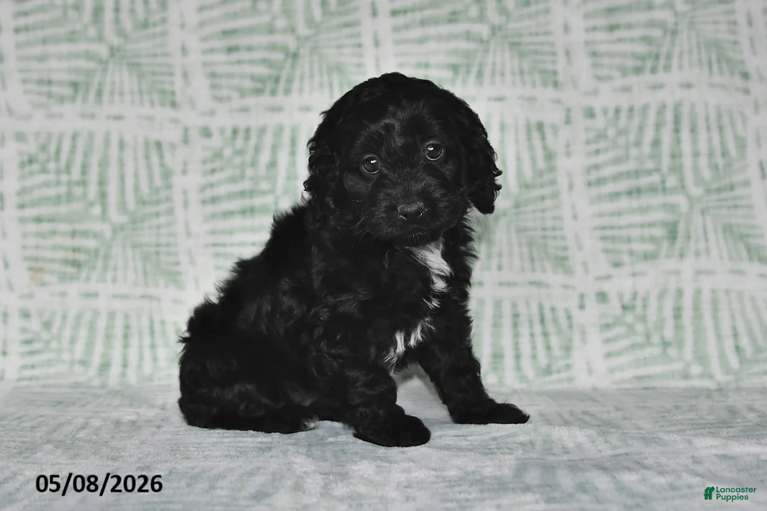 Cockapoo dogs for sale: Tina - Ad 1