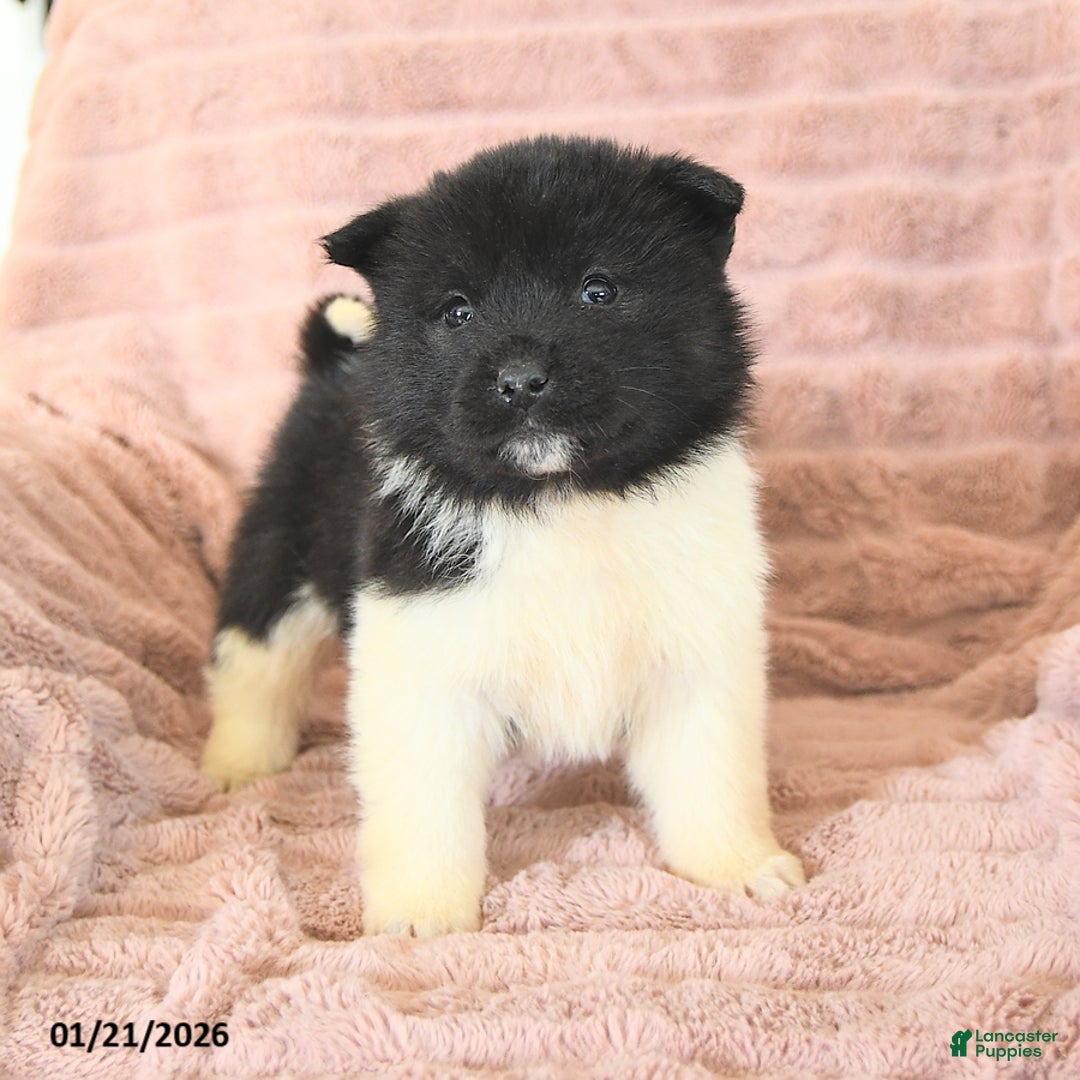 Akita dogs for sale: Frost  - Ad 2
