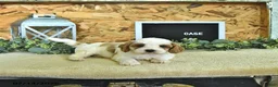 Cavapoo dogs for sale: Case  - Ad 3