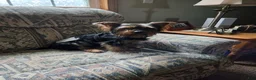 Yorkshire Terrier dogs for sale: Yorkshire Terrier Puppy 1 - Ad 5
