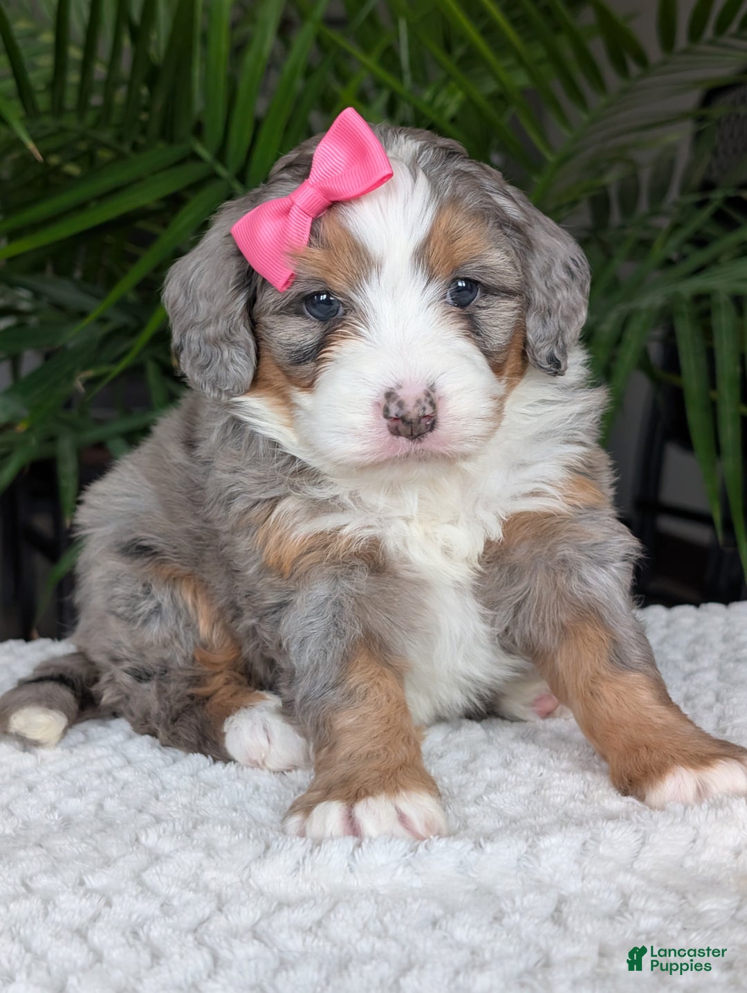 Mini Bernedoodle dogs for sale: Mini Allie  - Ad 18