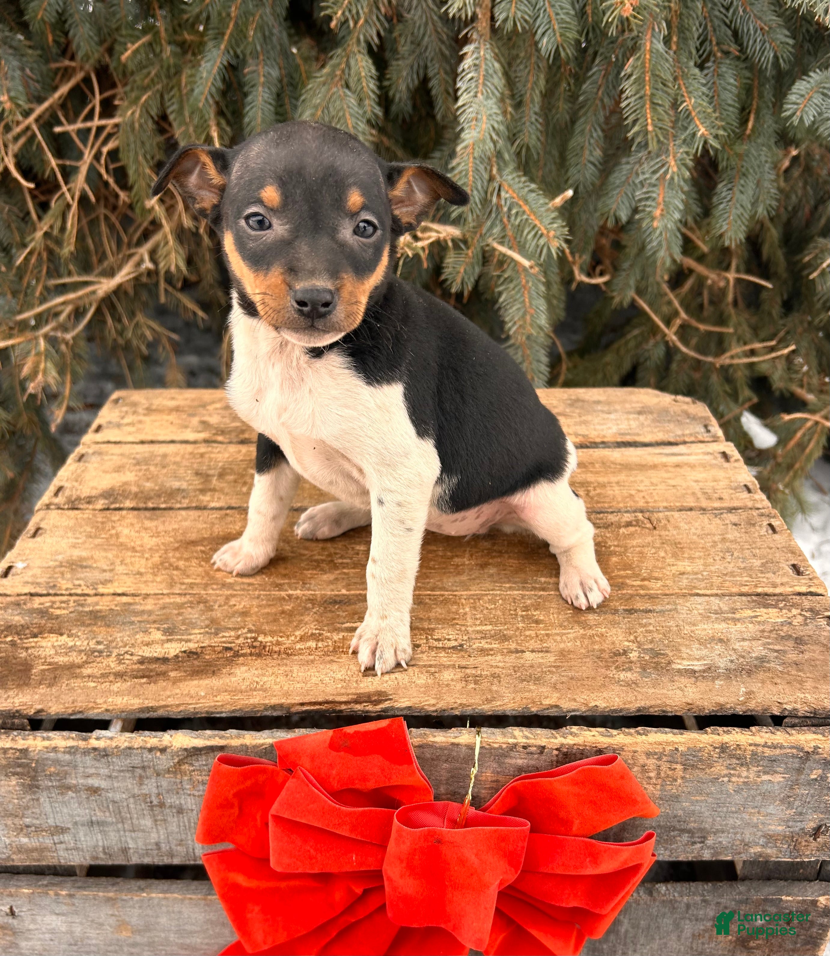 Rat Terrier dogs Moana - Ad 4