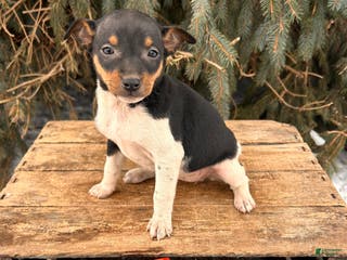 Rat Terrier dogs Moana - Ad 4
