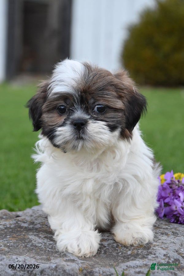 Shih Tzu dogs Gus - Ad 2
