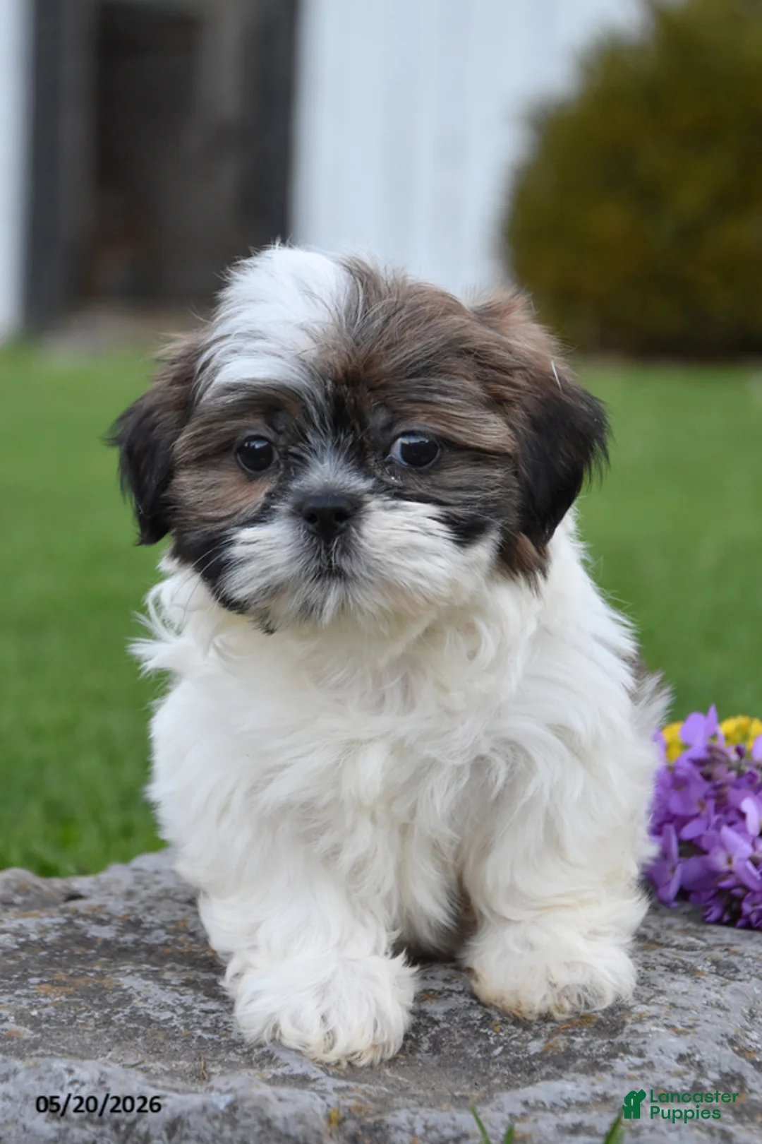 Shih Tzu dogs for sale: Gus - Ad 2