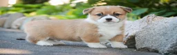 Welsh Corgi Pembroke dogs for sale: Rover - Ad 4