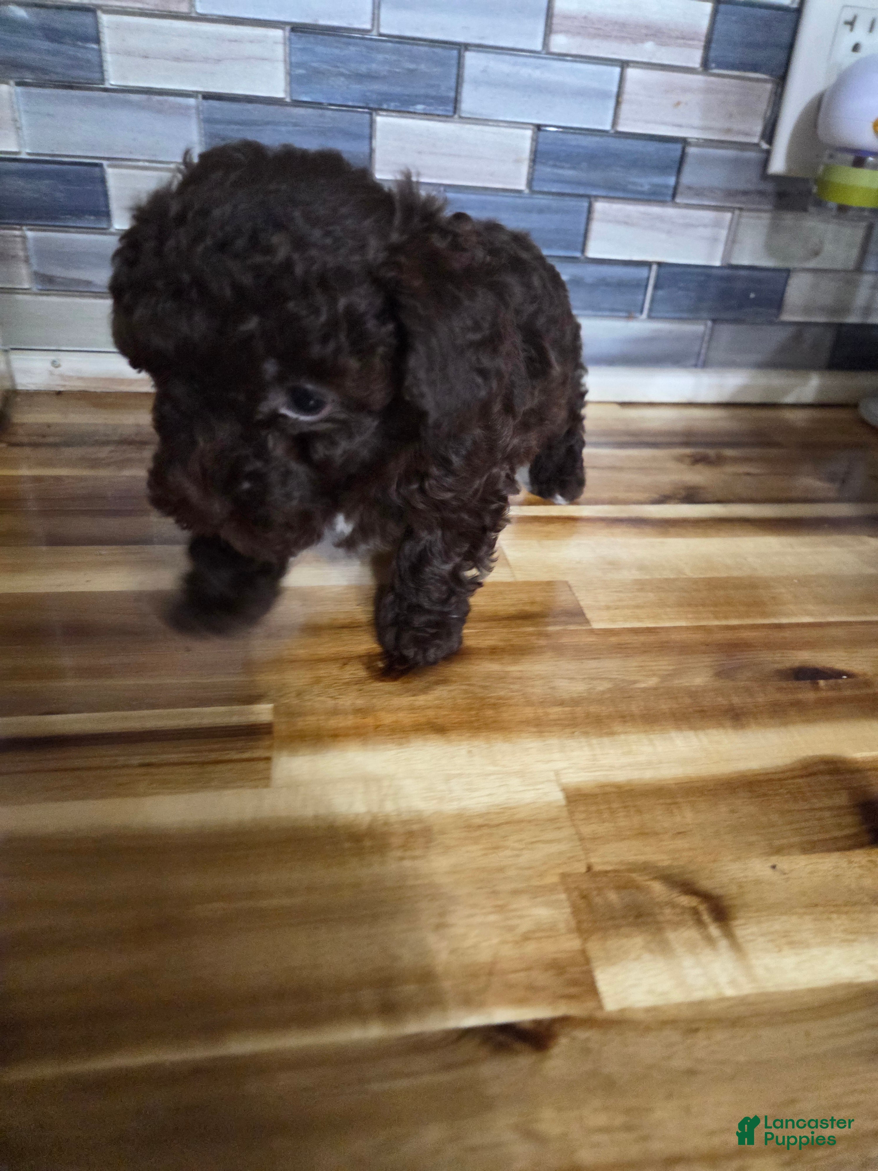 Toy Poodle dogs Toy Poodle Puppy 2 - Ad 2