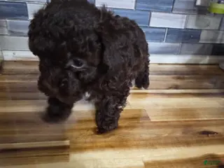 Toy Poodle dogs Toy Poodle Puppy 2 - Ad 2