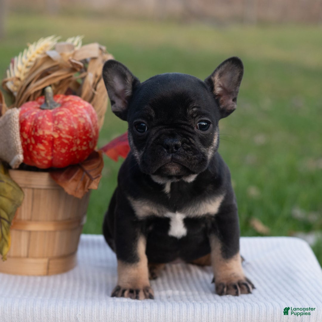 French Bulldog dogs for sale: SindyAnn  - Ad 1