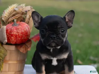 French Bulldog dogs SindyAnn - Ad 9