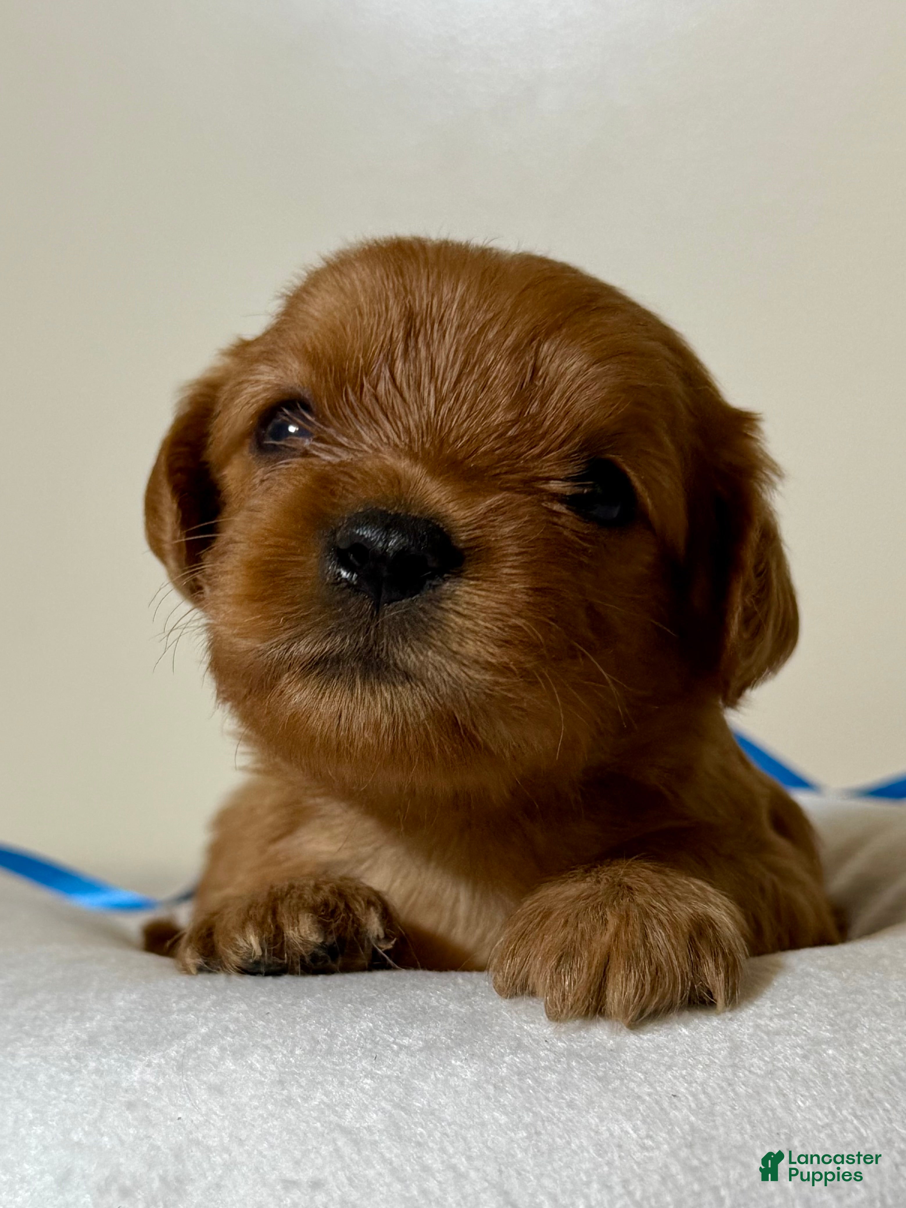 Cavapoo dogs Scott Cavapoo  - Ad 2
