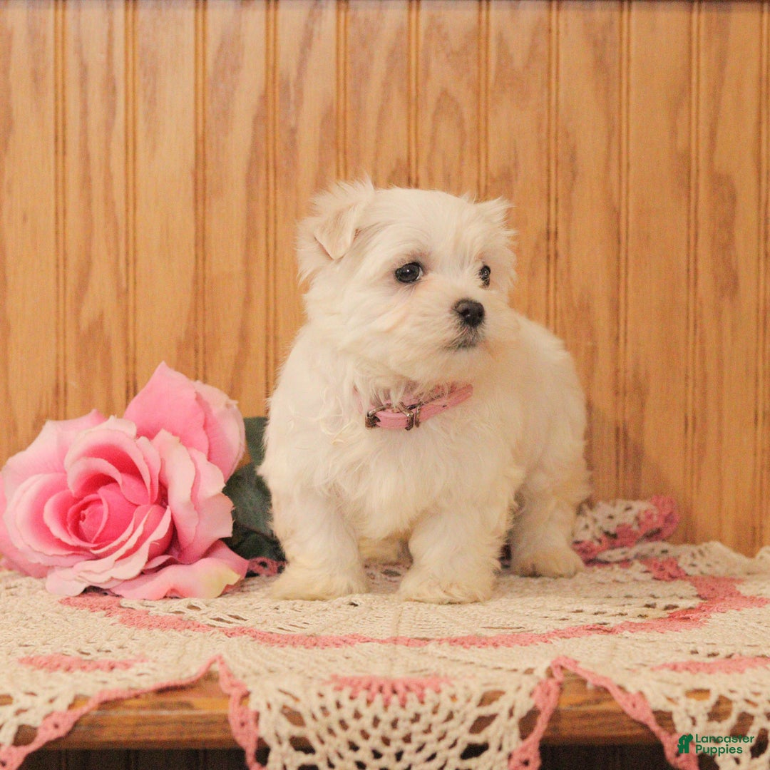 Malshi dogs for sale: Jade - Ad 5