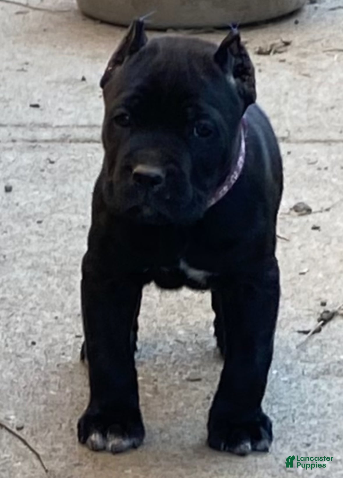 Cane Corso dogs Nobel  - Ad 8