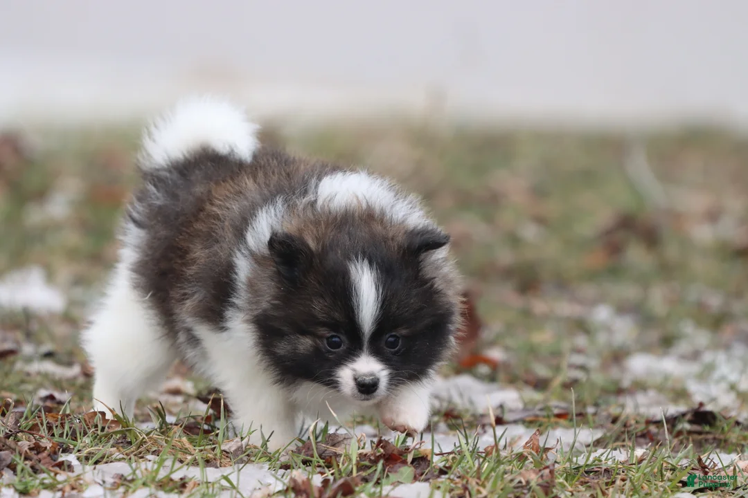 Pomeranian dogs for sale: Squirrel  - Ad 3