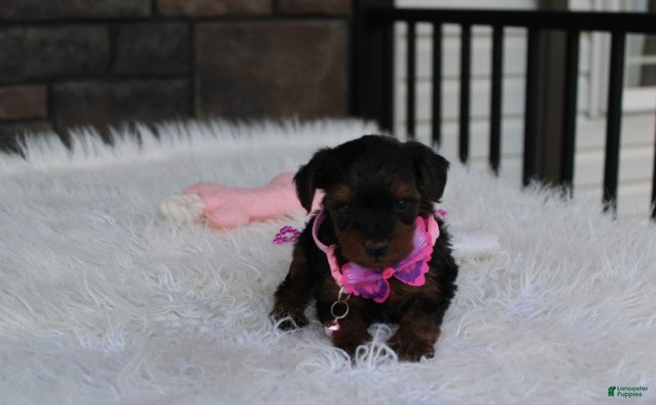 Yorkiepoo dogs Evelyn  - Ad 2
