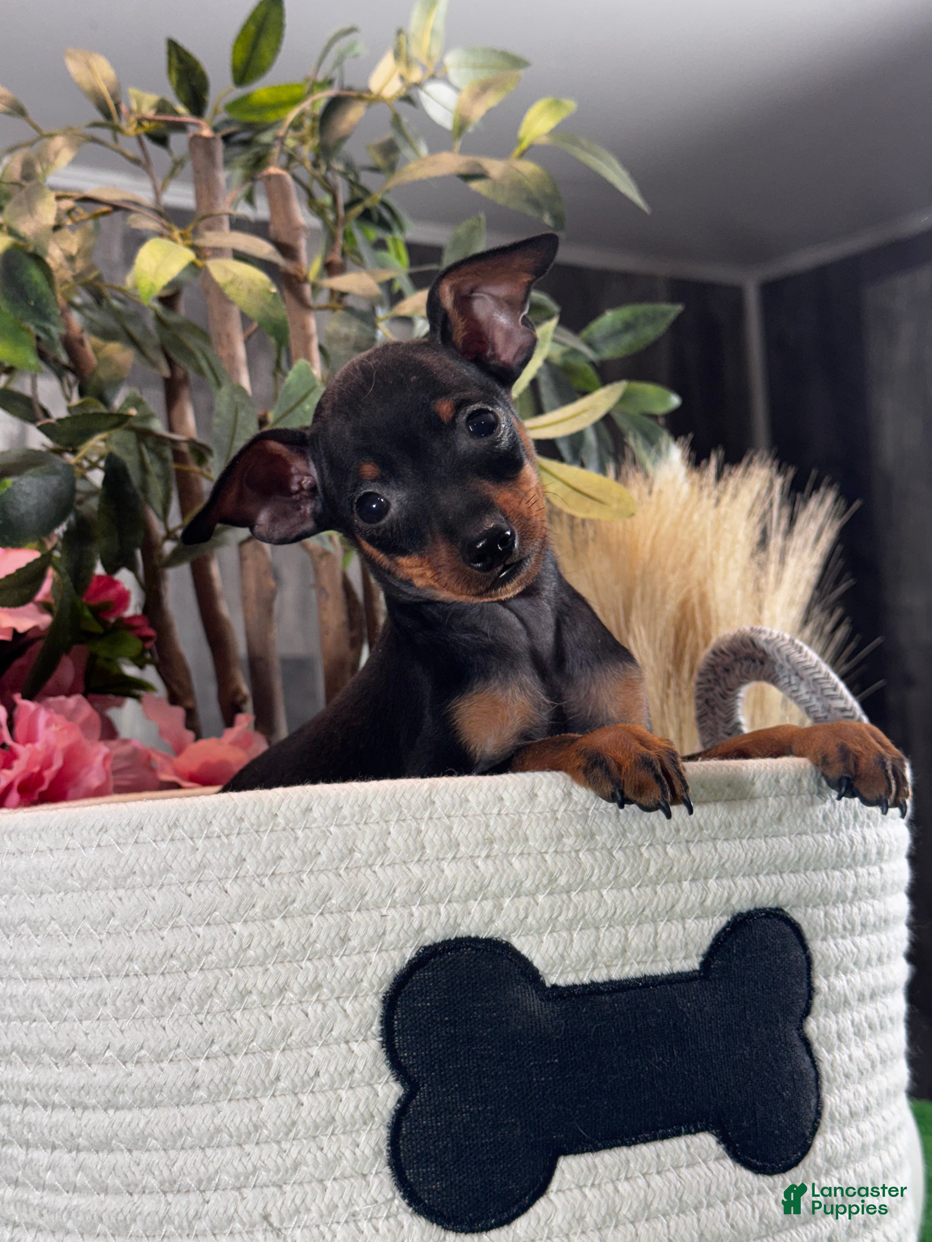Miniature Pinscher dogs Quiggly - Ad 33