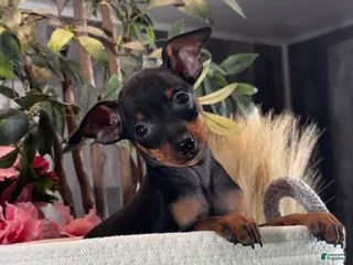 Miniature Pinscher dogs Quiggly - Ad 33