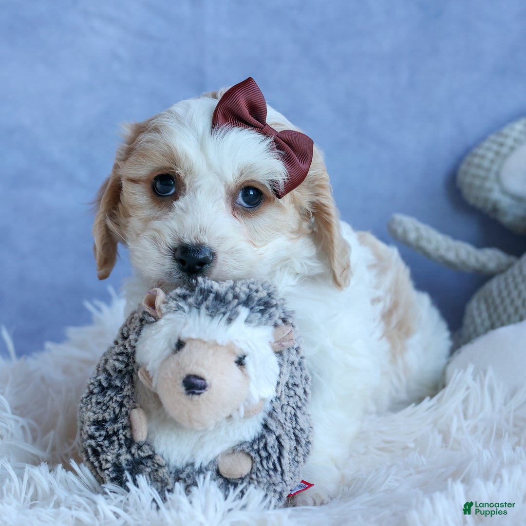 Cavachon dogs for sale: LONNIE - Ad 7