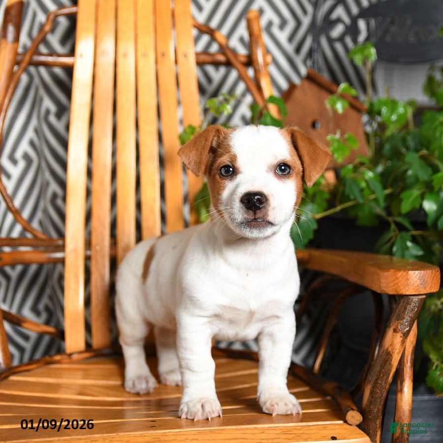 Mixed Breed dogs Eddie - Ad 24