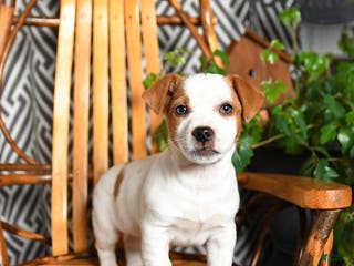 Mixed Breed dogs Eddie - Ad 24