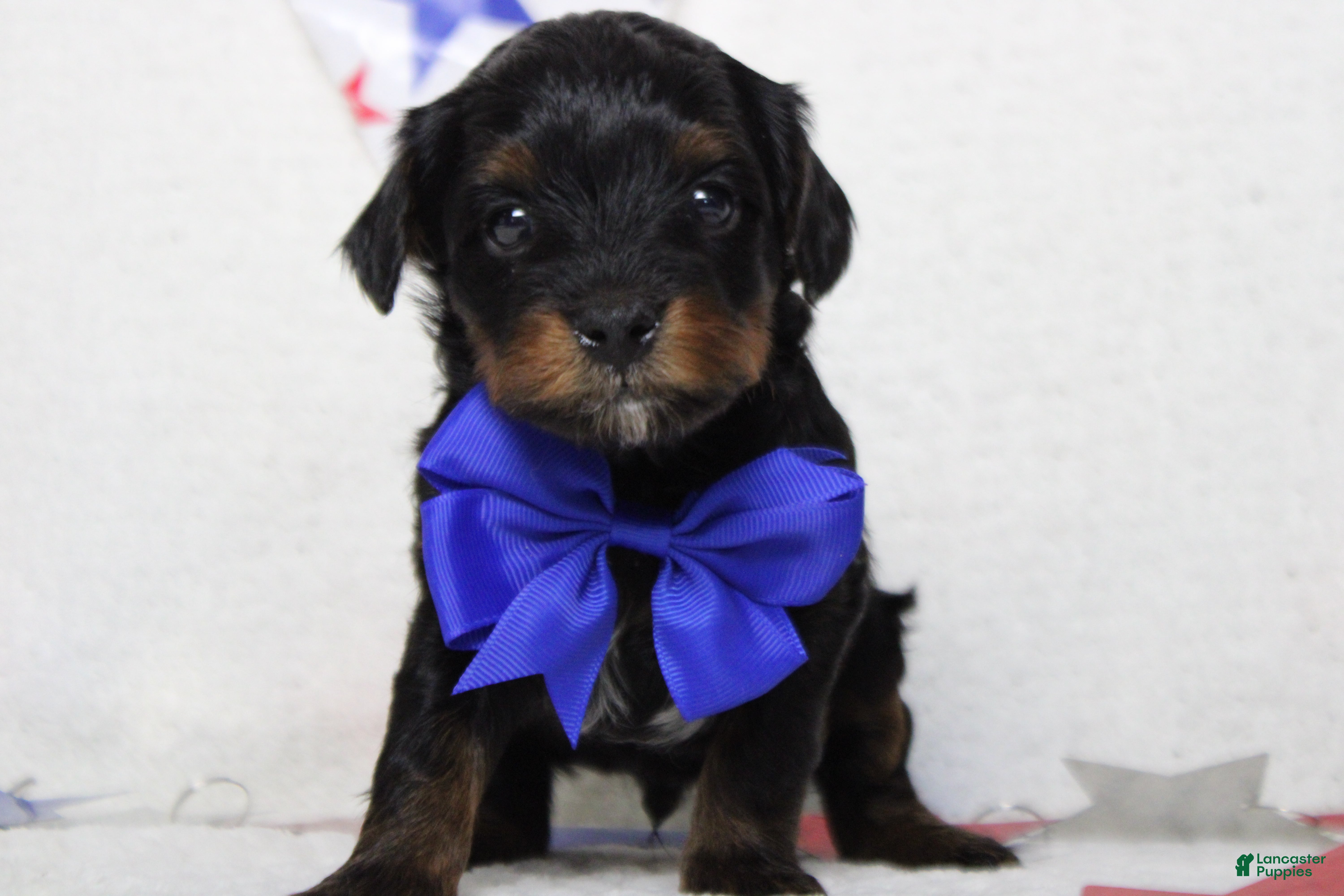 Yorkiepoo dogs Tramp  - Ad 1