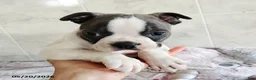 Boston Terrier dogs for sale: Robbie - Ad 4