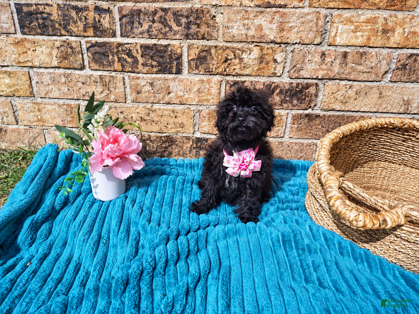 Maltipoo dogs for sale: Female 2 - Ad 1