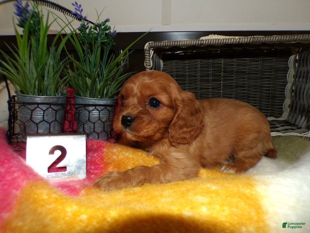 Cavalier King Charles Spaniel dogs for sale: Cavalier King Charles Spaniel Puppy 2 Coty - Ad 3