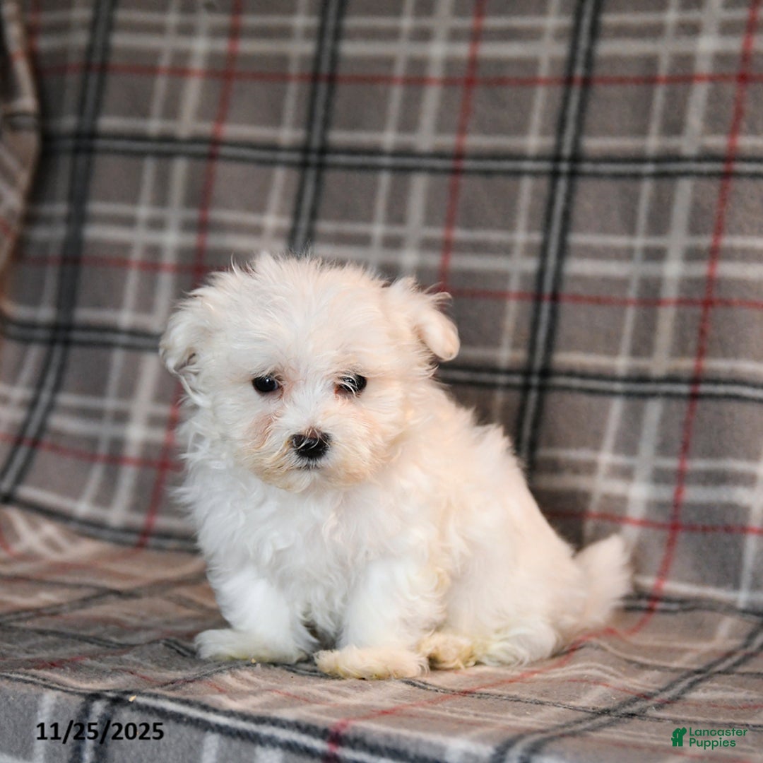 Maltese dogs for sale: Ruffles - Ad 4