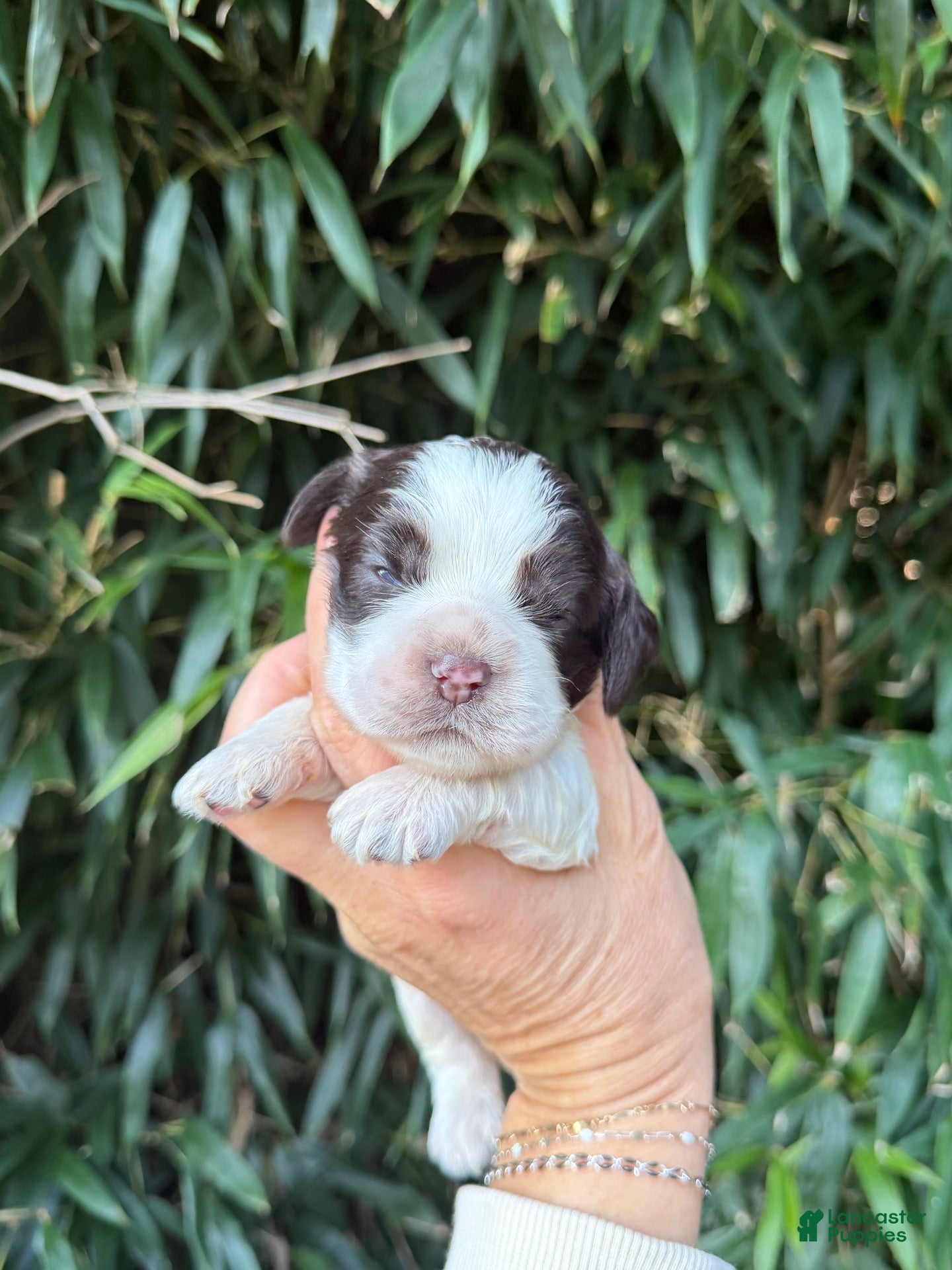 Cocker Spaniel dogs Cocker Spaniel 2 - Ad 42