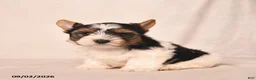 Biewer Terrier dogs for sale: Velvet  - Ad 4