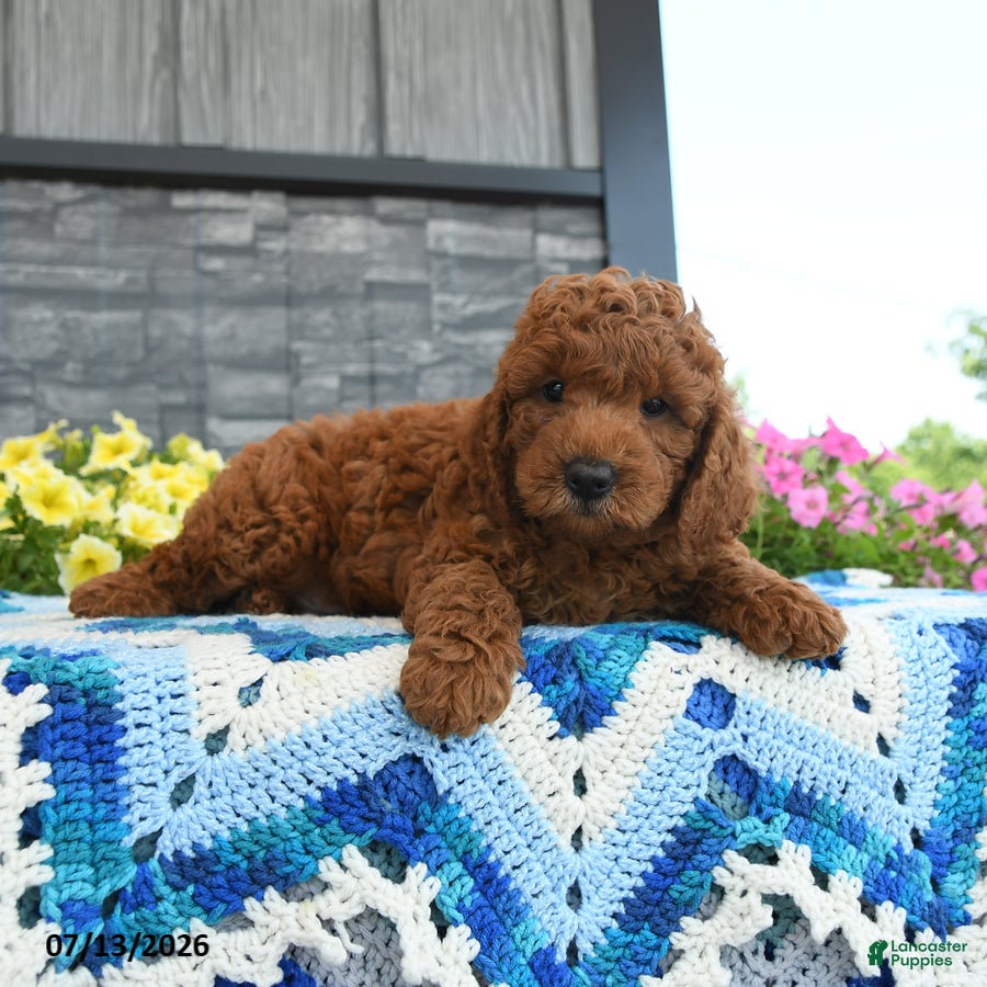 Mini Goldendoodle dogs Professor - Ad 2