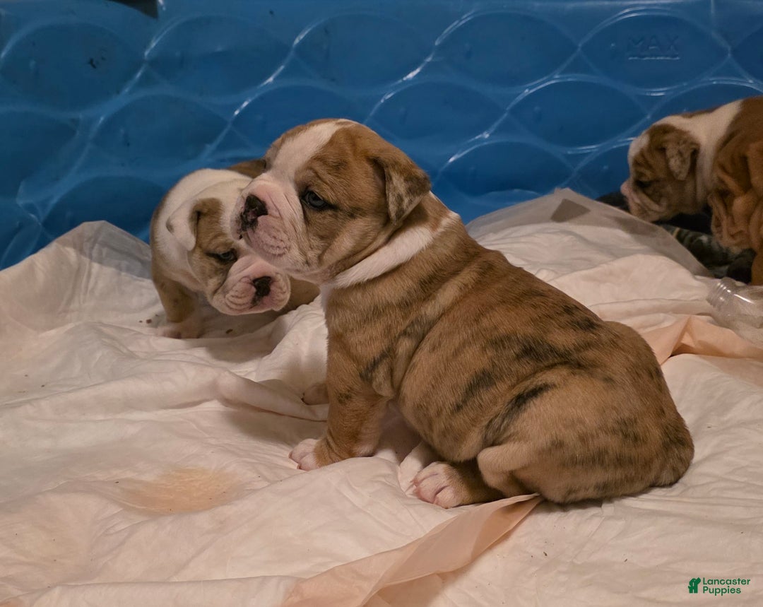 Mixed Breed dogs for sale: OLDE ENGLISH BULLDOG  - Ad 7