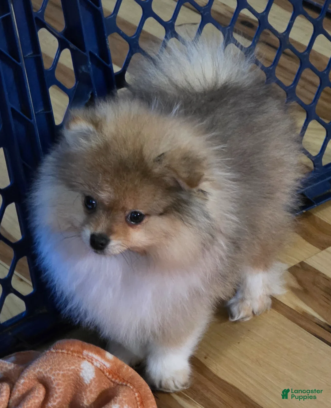 Pomeranian dogs for sale: Pomeranian Puppy 2 - Ad 2