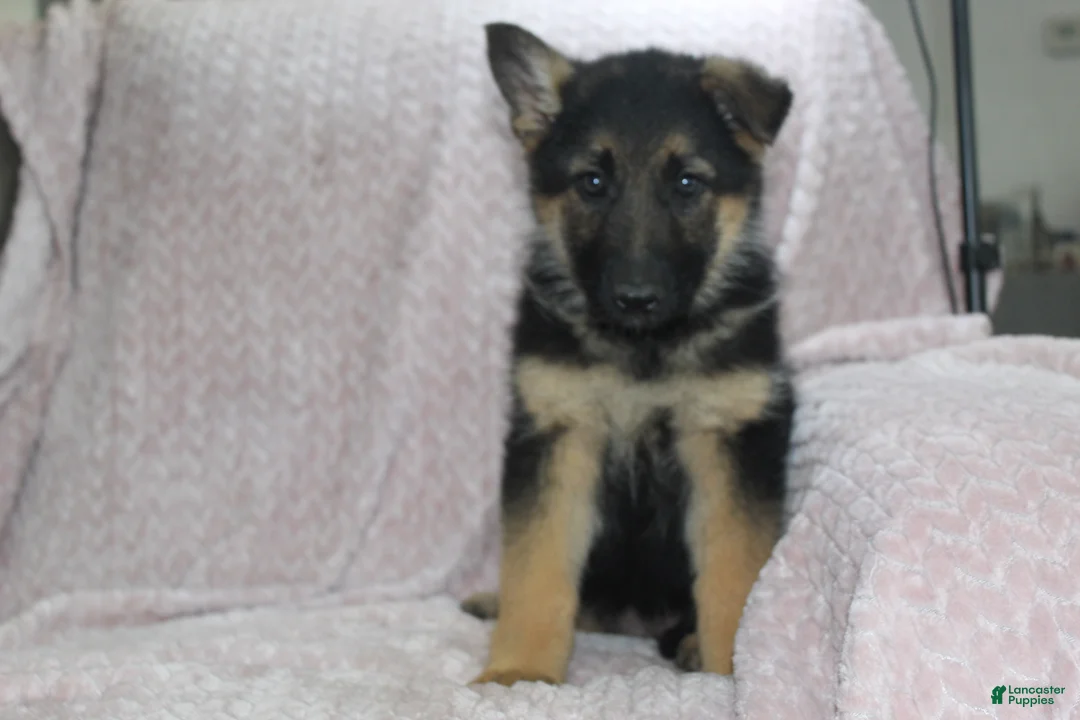 German Shepherd dogs for sale: Atlanta  - Ad 1