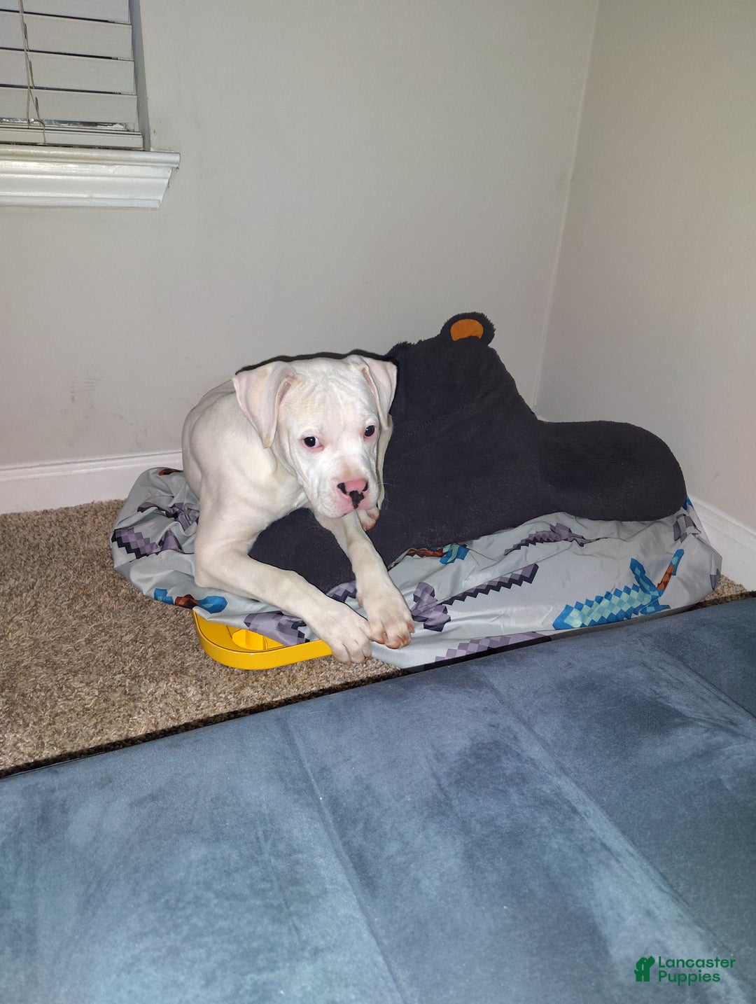 Mixed Breed dogs for sale: Mixed Breed Puppy 1 - Ad 2