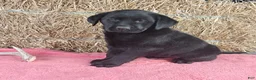 Labrador Retriever dogs for sale: Bella - Ad 5