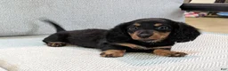 Miniature Dachshund dogs for sale: Bella  - Ad 11