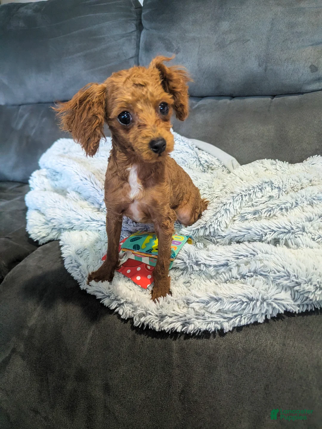 Toy Poodle dogs for sale: Gabe - Ad 3