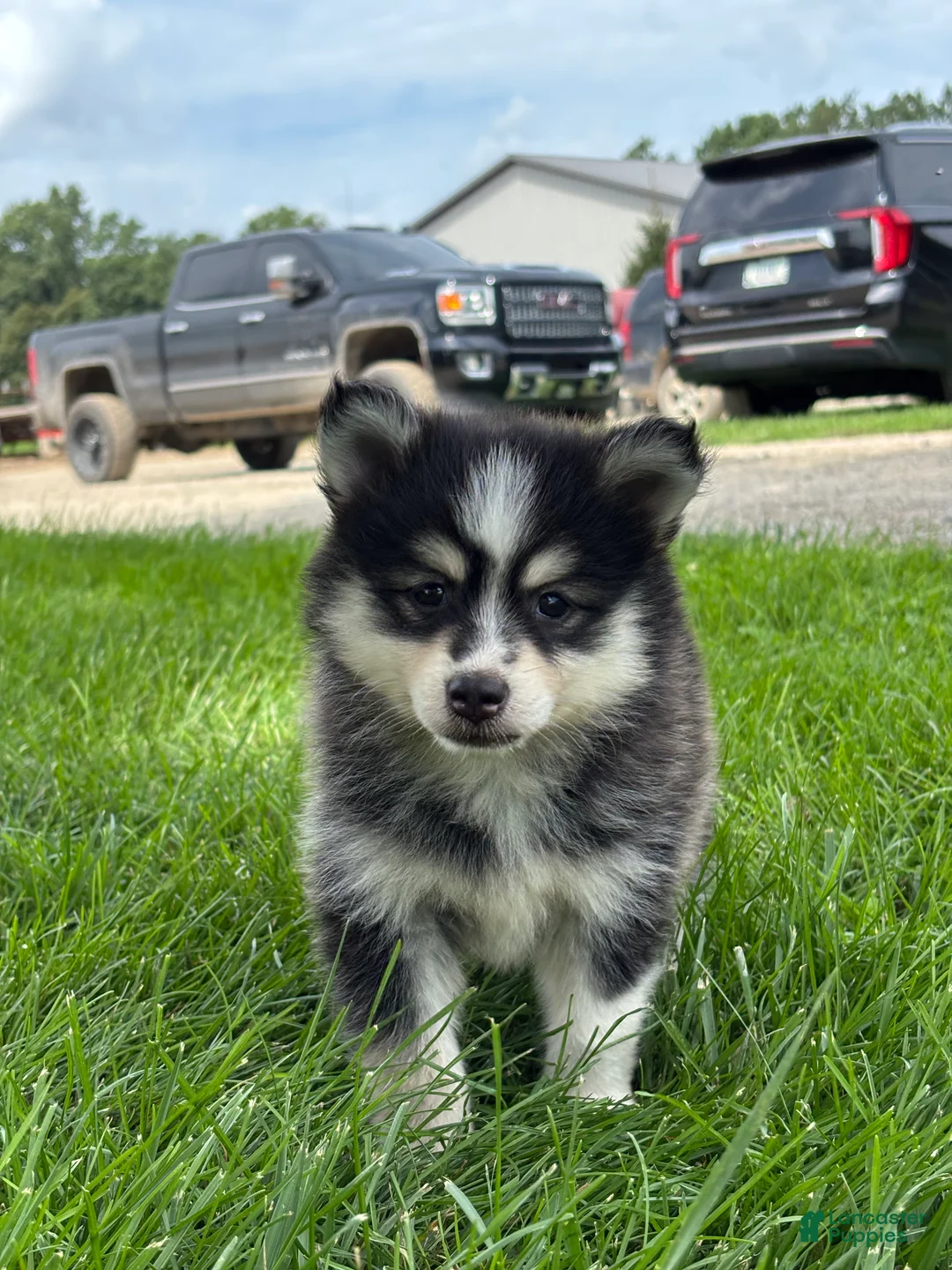 Pomsky dogs for sale: Donald - Ad 1