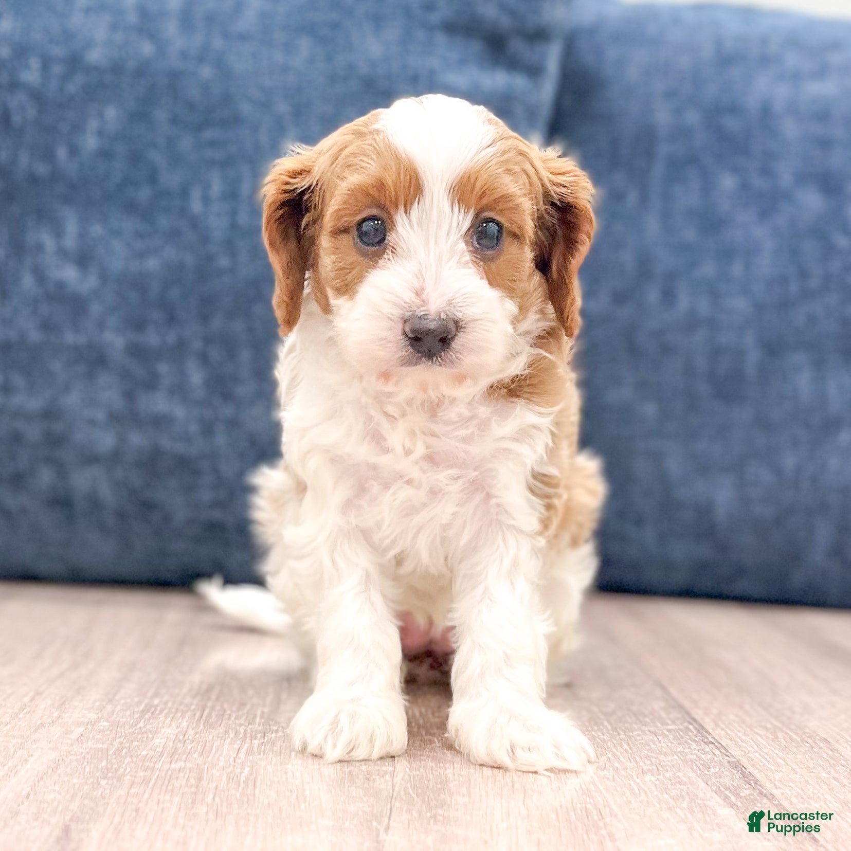 Cavapoo dogs Grace - Ad 1