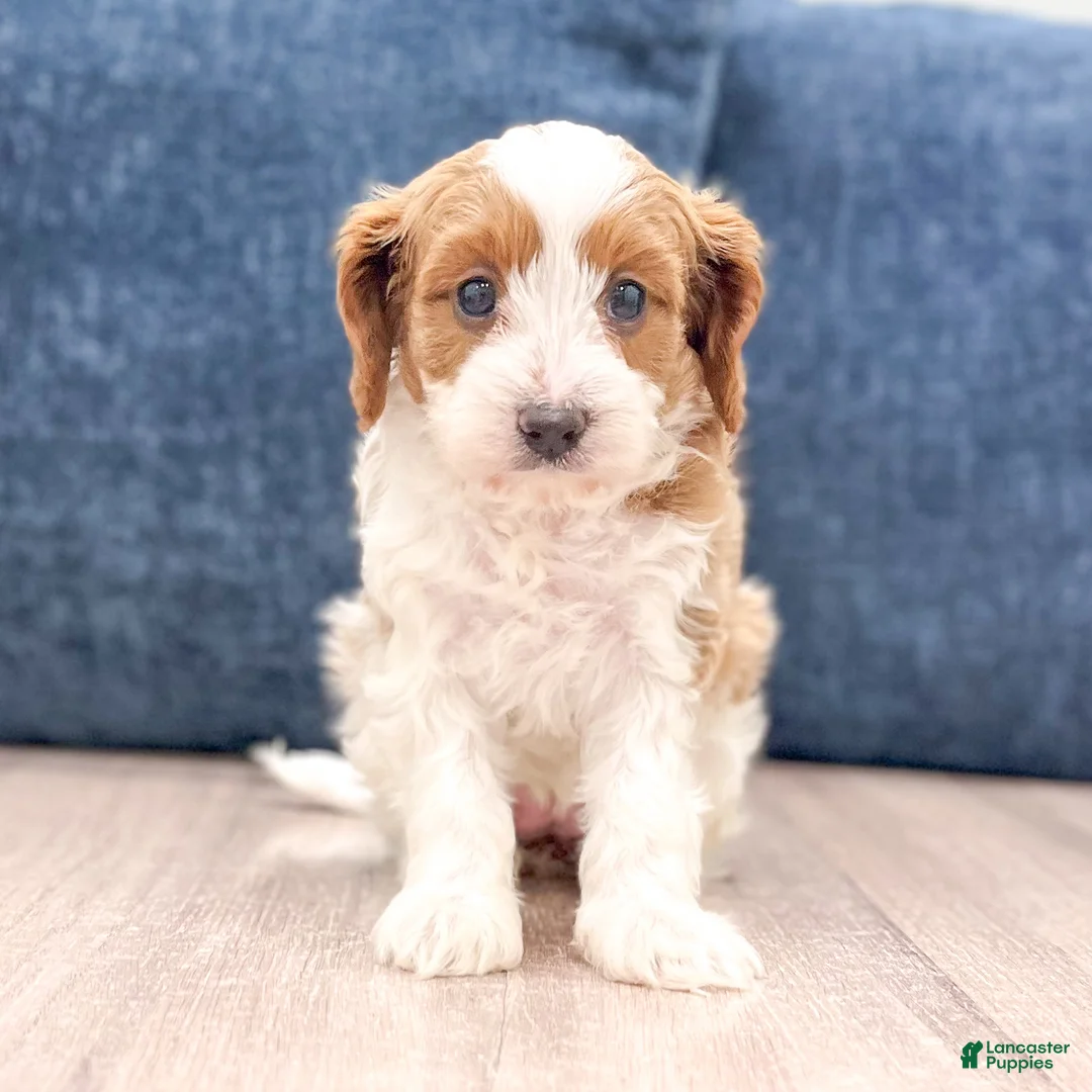 Cavapoo dogs for sale: Grace - Ad 1