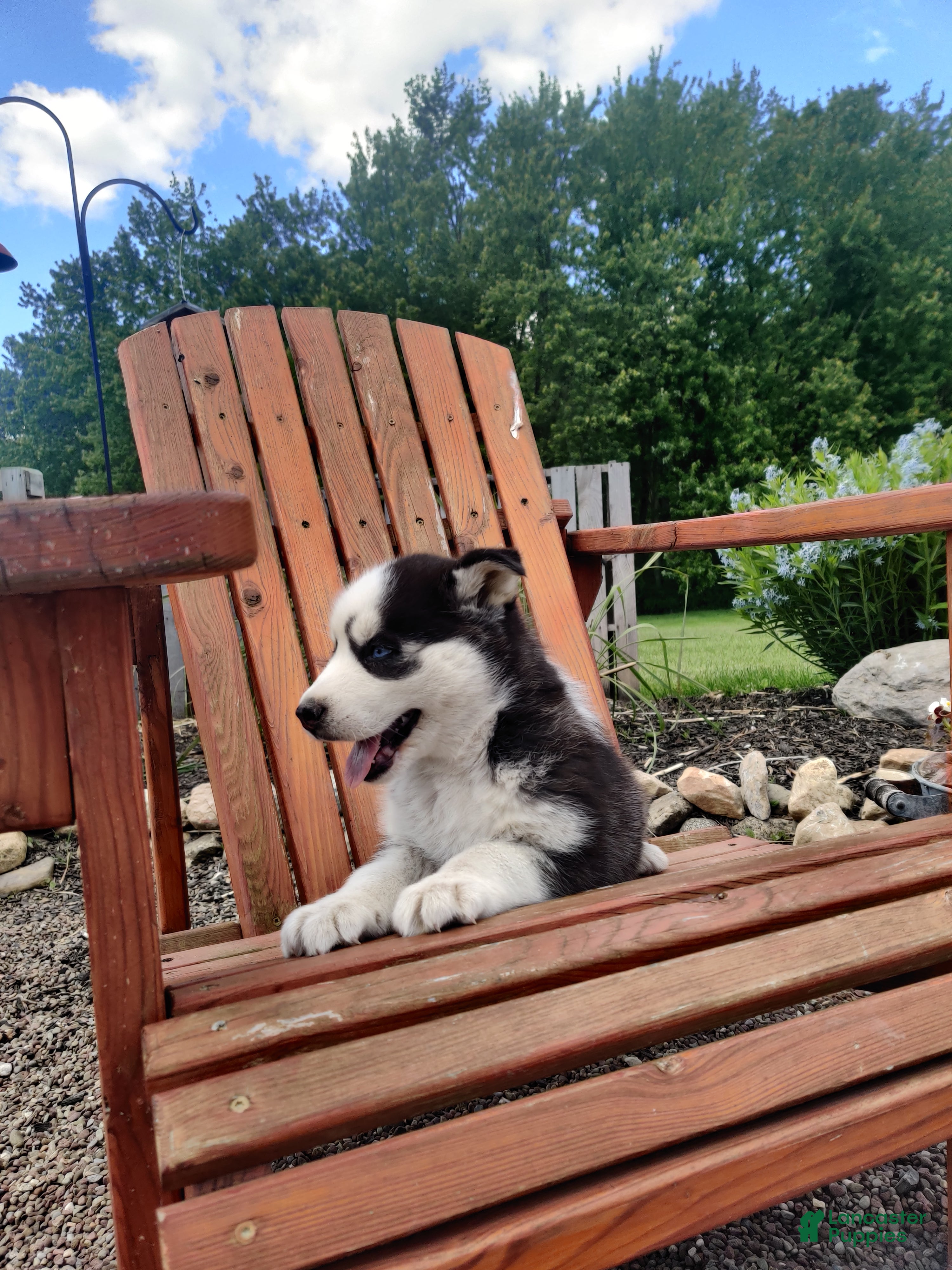 Siberian Husky dogs Lupine - Ad 2