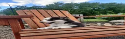 Siberian Husky dogs for sale: Lupine - Ad 2