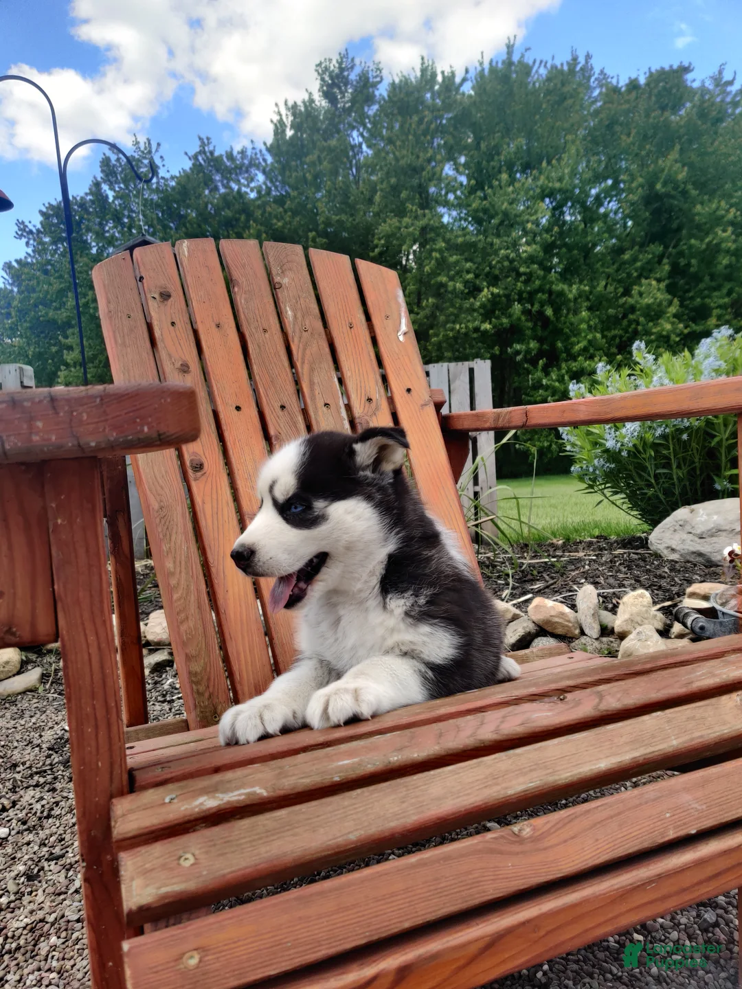 Siberian Husky dogs for sale: Lupine - Ad 2
